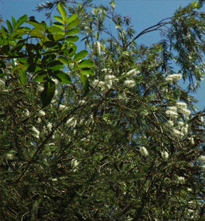 Arbre rince bouteilles