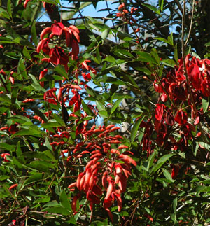 Erythrine crête de coq