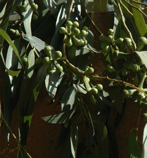 Eucalyptus