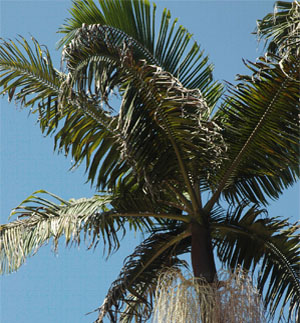 palmier de bangalow