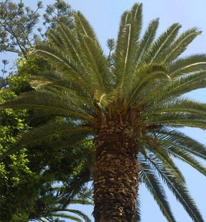 Palmier des îles Canaries